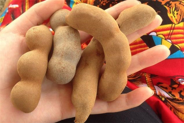 酸角的功效和作用(酸角的功效和作用及副作用)