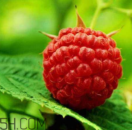 树莓的经济价值(树莓的经济价值和市场前景)