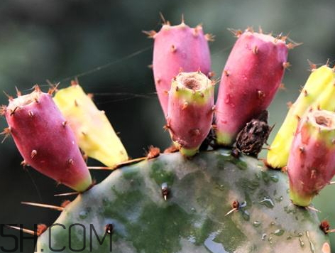 仙人掌果的产地(仙人掌果的产地是哪里)