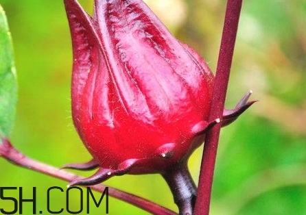 洛神花能生吃吗(洛神花能生吃吗)