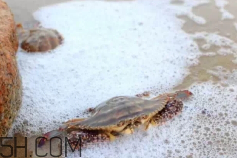 怎么挑选冬蟹(海蟹怎么挑选)