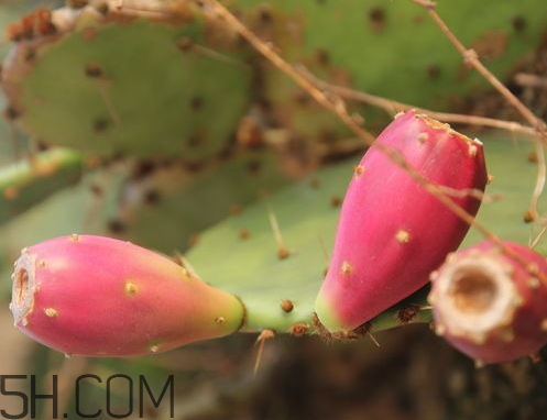 仙人掌果皮能吃吗(仙人掌果皮能吃吗)