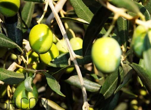 橄榄的产地(橄榄的产地主要在哪里)