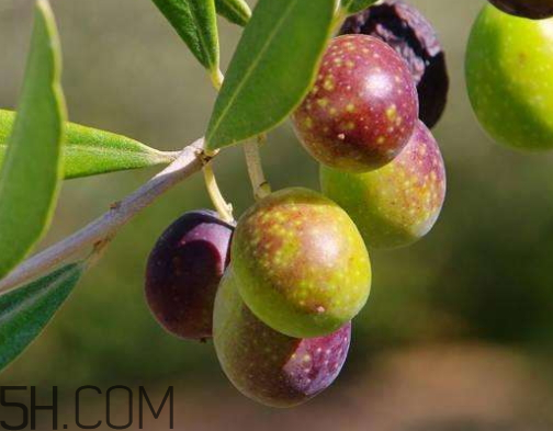 平性食物有哪些(平性食物有哪些水果和蔬菜)