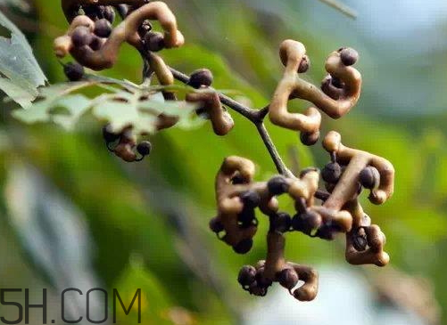 万寿果泡酒应注意(万寿果可以泡酒吗)