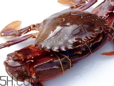 海虹蟹和梭子蟹对比(梭子蟹和海虹蟹的区别)