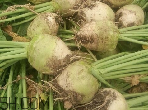 怎么腌芥菜疙瘩(怎么腌芥菜疙瘩咸菜好吃)