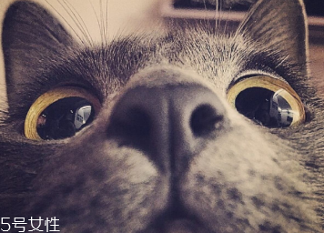 戴隐形眼镜的注意事项(新手戴隐形眼镜的注意事项) 戴隐形眼镜的注意事项(新手戴隐形眼镜的注意事项)