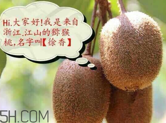 徐香猕猴桃的特点(江山徐香猕猴桃多少钱一斤)