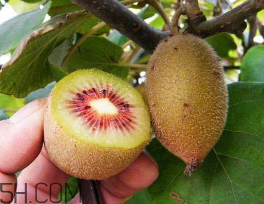 猕猴桃皮的好处(猕猴桃的好处)