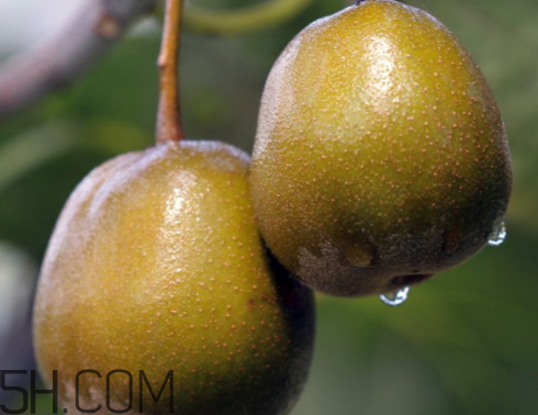 猕猴桃是哪里的最好(猕猴桃是哪里的最好吃) 猕猴桃是哪里的最好(猕猴桃是哪里的最好吃)