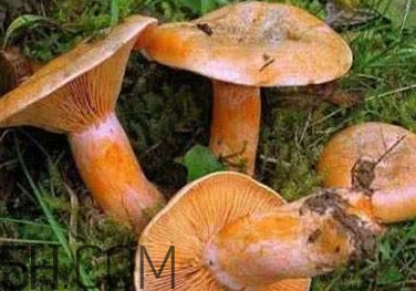 皮蛋不能和什么一起吃(皮蛋不能和什么一起吃会中毒) 皮蛋不能和什么一起吃(皮蛋不能和什么一起吃会中毒)