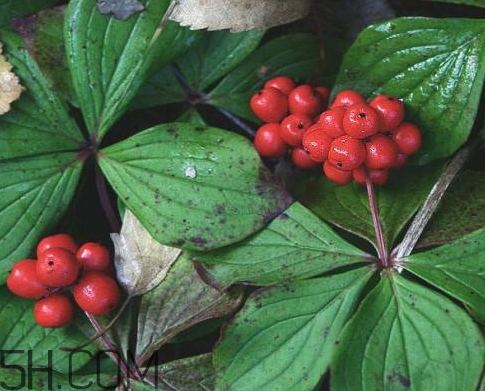 山茱萸的功效和作用(山茱萸的功效和作用的功能和主治) 山茱萸的功效和作用(山茱萸的功效和作用的功能和主治)
