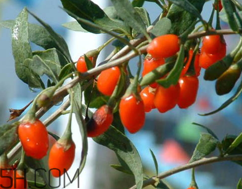 茱萸的诗句(关于茱萸的诗句)