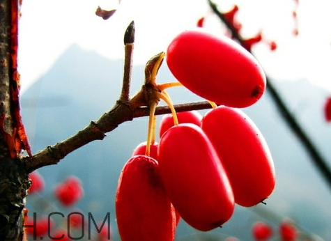 山萸肉怎么吃(山萸肉怎么吃效果最好)