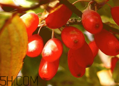 山萸肉适合什么人(山萸肉适合什么人吃)