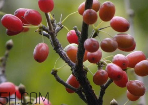 吴茱萸是什么(吴茱萸是什么药) 吴茱萸是什么(吴茱萸是什么药)