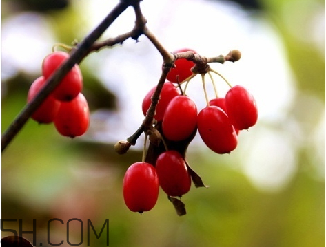山茱萸泡酒功效(山茱萸泡酒功效和作用) 山茱萸泡酒功效(山茱萸泡酒功效和作用)