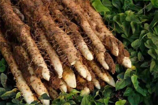 铁棍山药的营养价值(铁棍山药的营养价值及功效和作用)