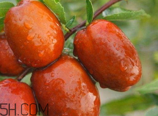 新疆红枣的分类(新疆红枣的分类)