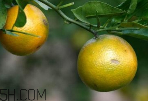 吃贡柑上火吗(吃贡柑上火吗)