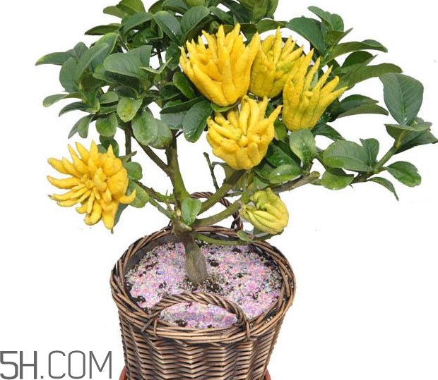 金佛手几年结果(金佛手几年结果)