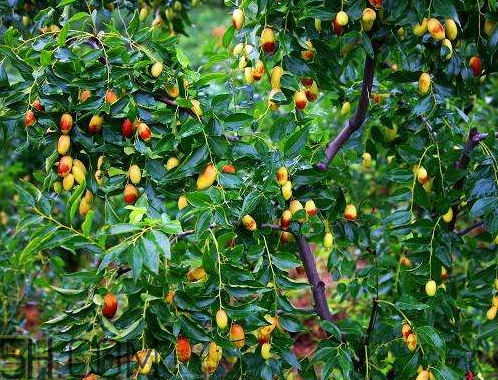 子弹头枣怎么吃(子弹头枣怎么吃)