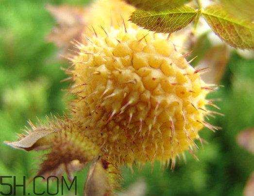 刺梨八大功效(刺梨的八大功效) 刺梨八大功效(刺梨的八大功效)