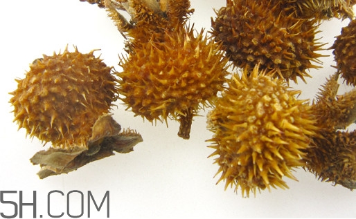 刺梨泡水喝的禁忌(刺梨泡水喝的禁忌) 刺梨泡水喝的禁忌(刺梨泡水喝的禁忌)