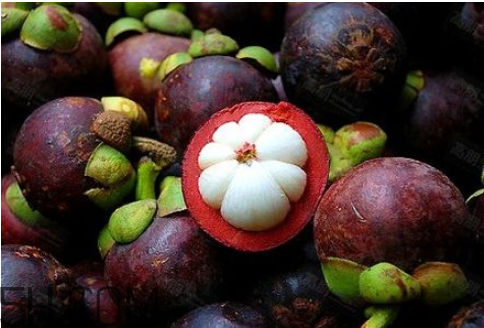 山竹的吃法(山竹的吃法视频) 山竹的吃法(山竹的吃法视频)