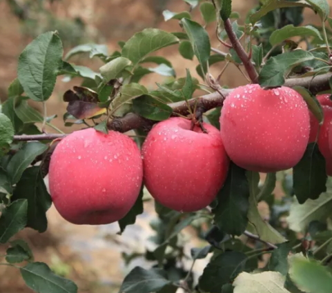 冰糖心苹果功效(山西冰糖心苹果) 冰糖心苹果功效(山西冰糖心苹果)