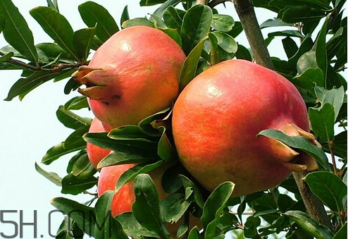 吃酸石榴的好处(吃酸石榴的好处和坏处)