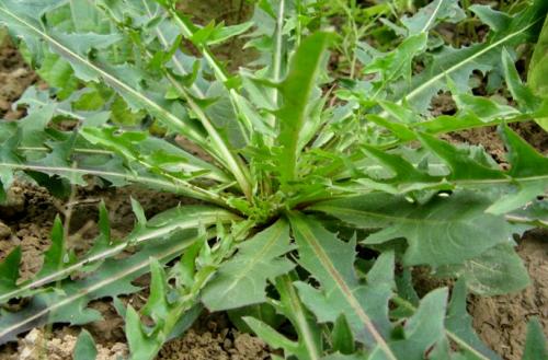 青刺尖的功效(青刺尖的功效和作用)