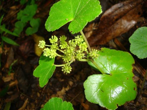 马蹄草的功效(马蹄草的功效和作用)