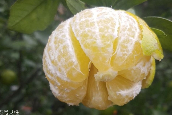 皇帝柑怎么保存(皇帝柑怎么保存久一点)