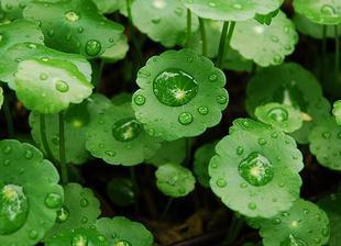 什么是马蹄草(什么是马蹄草?)