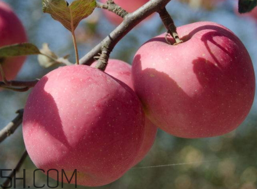 糖心苹果好吃吗(新疆冰糖心苹果多少钱一斤)