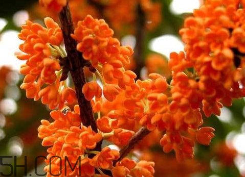 红桂花泡酒的方法(桂花泡酒方法大全)