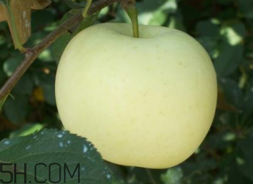 苹果为什么没熟就开始卖(没熟的苹果)