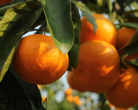 南丰蜜桔保存环境(南丰蜜桔保存方法)