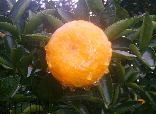 2017年南丰蜜桔上市时间(南丰蜜桔什么时候上市)