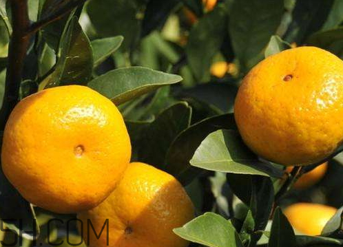 2016南丰蜜桔节(第十四届南丰蜜桔节)