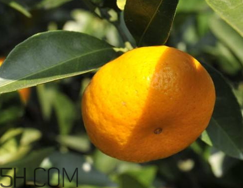 南丰蜜桔的特点(南丰蜜桔的特点)