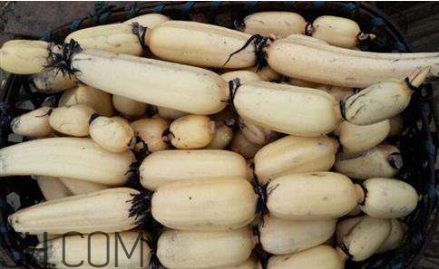 莲藕种植注意几点(莲藕什么时候种植最佳 方法) 莲藕种植注意几点(莲藕什么时候种植最佳 方法)