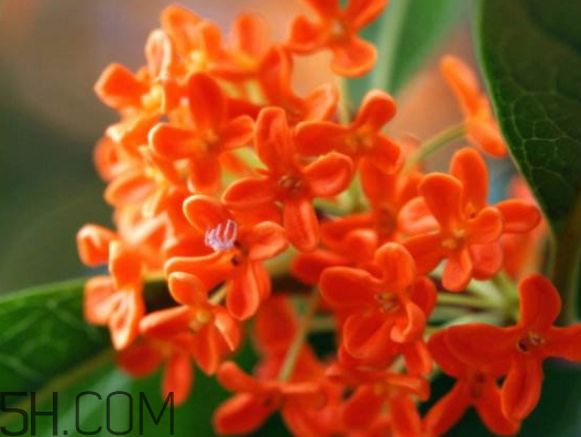 桂花茶的好处(桂花茶的好处和坏处)