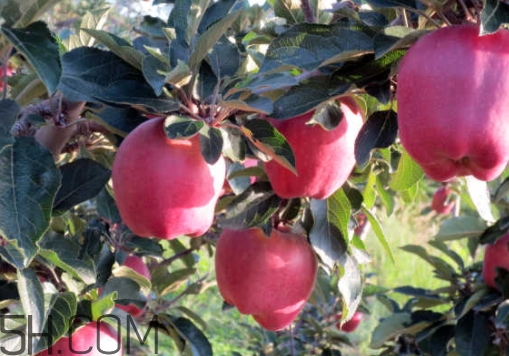 花牛苹果为什么这么好吃(花牛苹果为什么难吃)