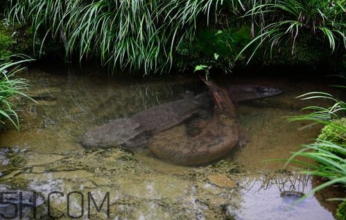 娃娃鱼买卖违法吗(娃娃鱼买卖违法吗是国家几级保护动物)