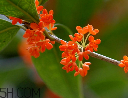 丹桂的功效和作用(水桂枝的功效和作用)