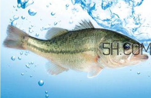 尖吻鲈是什么鱼(尖吻鲈是什么鱼) 尖吻鲈是什么鱼(尖吻鲈是什么鱼)