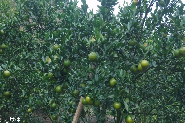 一棵柑树开花结果的生成历程(柑树的生长)